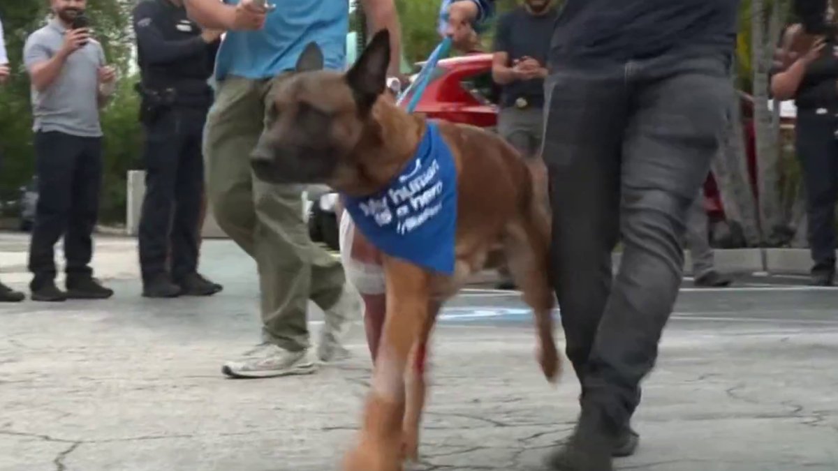 Hero K-9 Appie returns home after he was shot by burglary suspect – NBC 6 South Florida