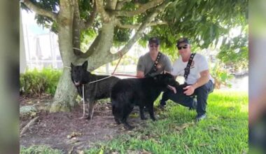 Neighbors, firefighters team up to rescue dogs from Florida canal