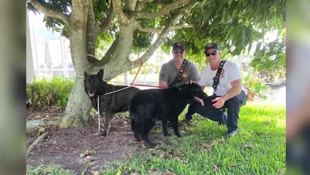 Neighbors, firefighters team up to rescue dogs from Florida canal