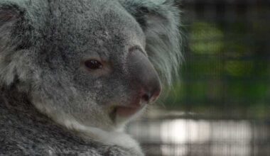 Meet the baby koala hiding in its mom’s pouch at a Florida zoo’s new Outback habitat