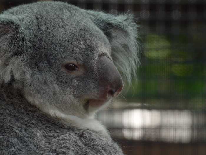 Meet the baby koala hiding in its mom’s pouch at a Florida zoo’s new Outback habitat