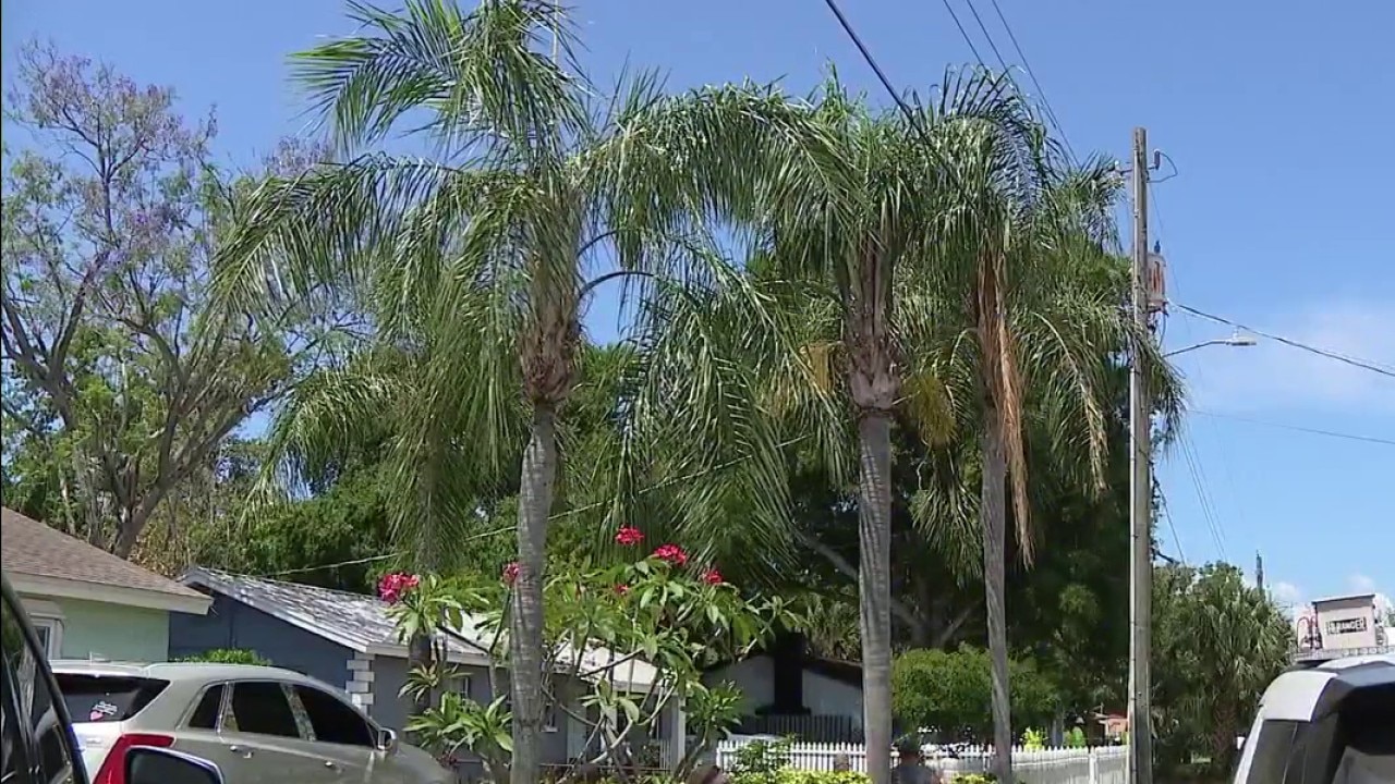 Tampa homeowners fight tree removal