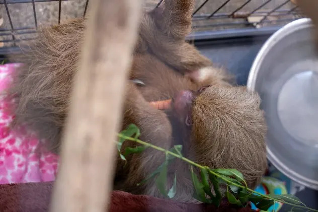 A rescued sloth named Bandit eats a carrot at the Central Florida Zoo & Botanical Gardens in Sanford, Florida, on April 27, 2026.