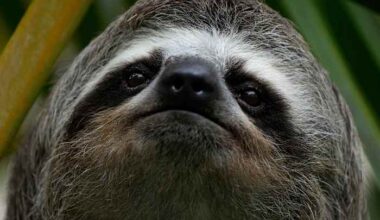 Sickness, cold killed nearly 30 sloths at a Florida import warehouse in 2024 and 2025