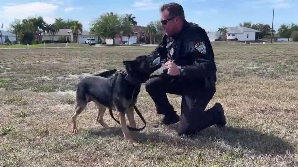 Cape Coral officer and K-9 recognized for valor, named finalist for Officer of the Year