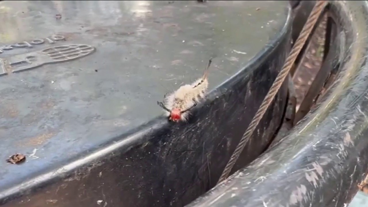 Venomous caterpillars swarm Florida