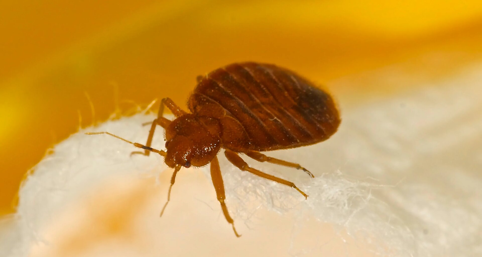 Bedbugs found at DEP building in Tallahassee, workers worried