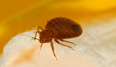 Bedbugs found at DEP building in Tallahassee, workers worried