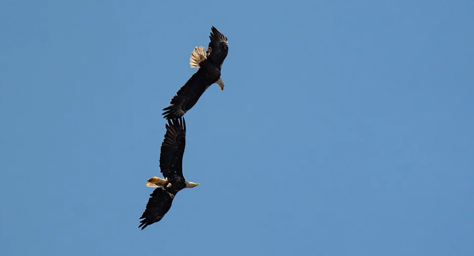 A pair of bald eagles briefly spar in the vicintiy of the SWFl Eagle Cam nest on Monday, March 2, 2026. F23, the female bald eagle has not been seen at the nest since Friday.The identity of these two eagles is unknown.