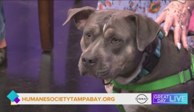 Pet of the Week: let's get Lulu adopted Segment sponsored by Nissan