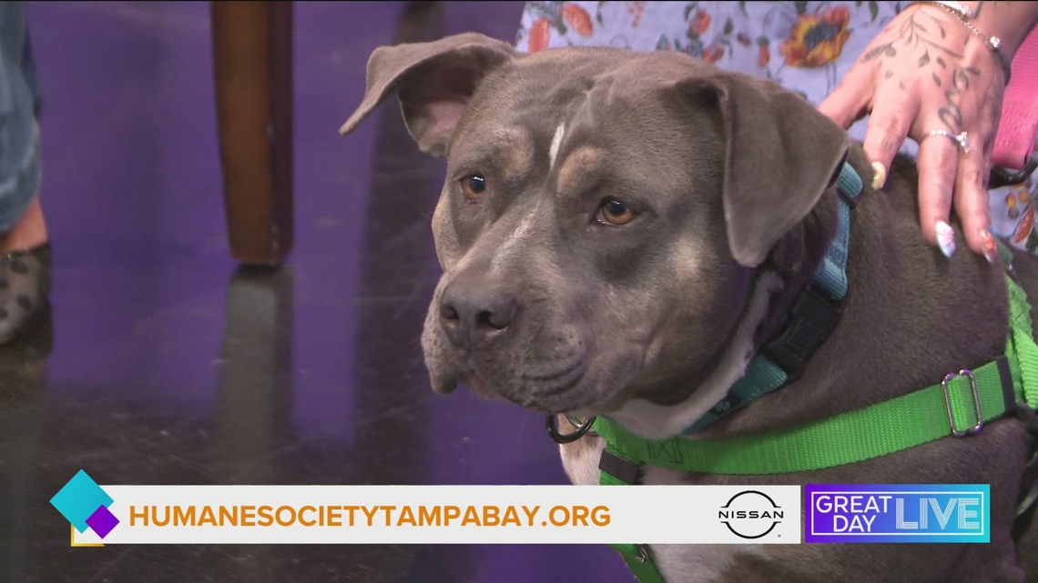 Pet of the Week: let's get Lulu adopted Segment sponsored by Nissan