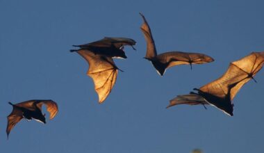 Why Sanibel is building bat houses after hurricanes destroyed habitats | Lee County