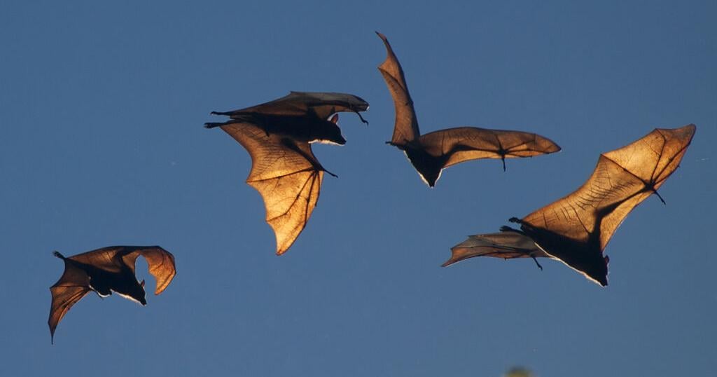 Why Sanibel is building bat houses after hurricanes destroyed habitats | Lee County