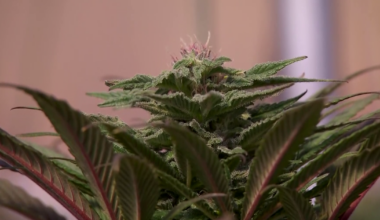 "It's one leg of the journey" Cape Coral CBD store owner reacts to marijuana reclassifications | Lee County