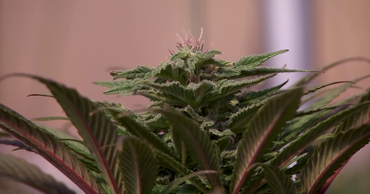 "It's one leg of the journey" Cape Coral CBD store owner reacts to marijuana reclassifications | Lee County