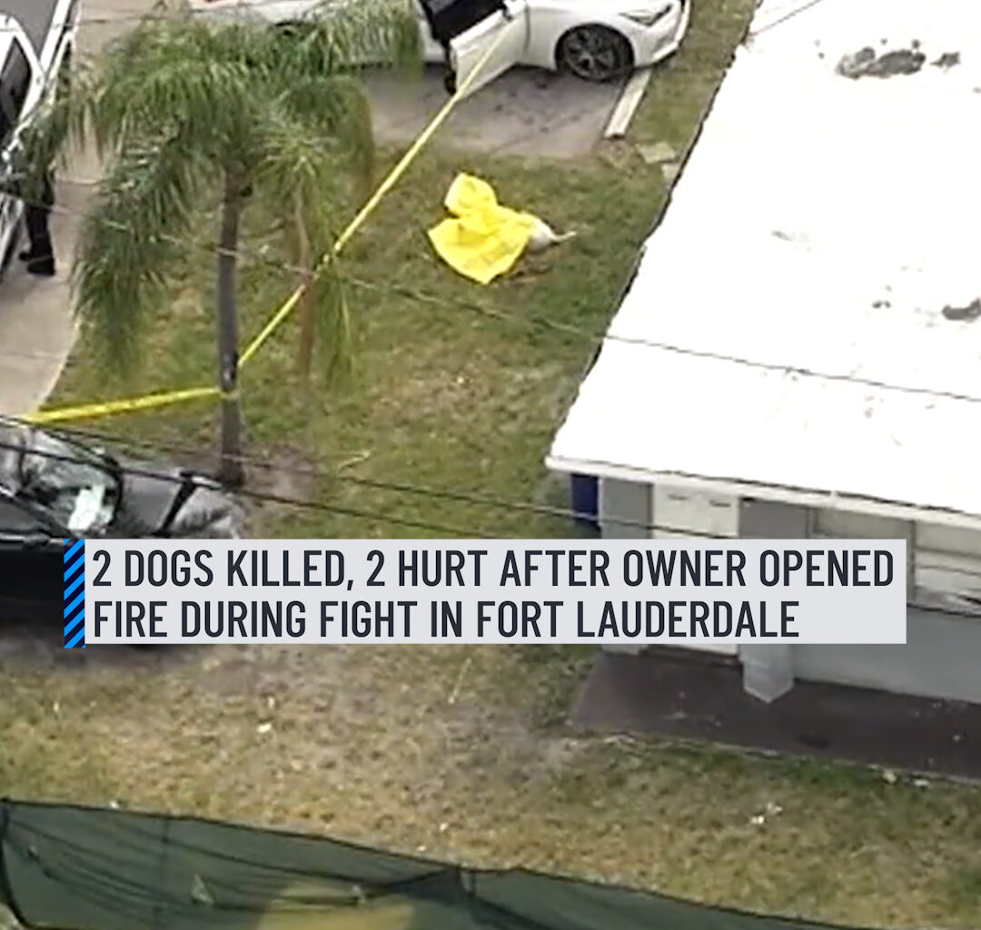 A fight involving multiple dogs in Fort Lauderdale ended with the owner of at least one of them opening fire, killing two dogs and leaving two others injured Friday morning, police said.⁠
⁠
The incident unfolded around 9:30 a.m. in the 100 block of Northwest 7th Street.⁠
⁠
More information here: http://on.nbc6.com/4nwRbNE
⁠
#fortlauderdale #police #dogfight