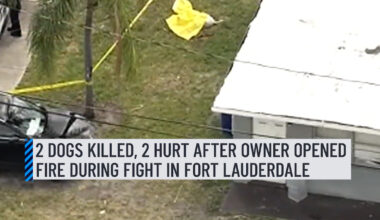 A fight involving multiple dogs in Fort Lauderdale ended with the owner of at least one of them opening fire, killing two dogs and leaving two others injured Friday morning, police said.⁠
⁠
The incident unfolded around 9:30 a.m. in the 100 block of Northwest 7th Street.⁠
⁠
More information here: http://on.nbc6.com/4nwRbNE
⁠
#fortlauderdale #police #dogfight
