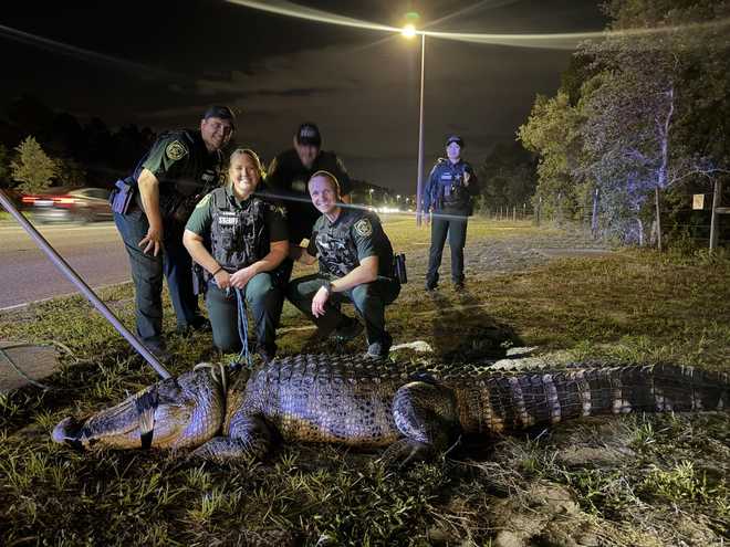 Massive gator massive gator