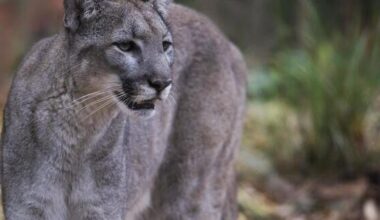 SWFL conservationists win court fight over endangered panther habitat | News
