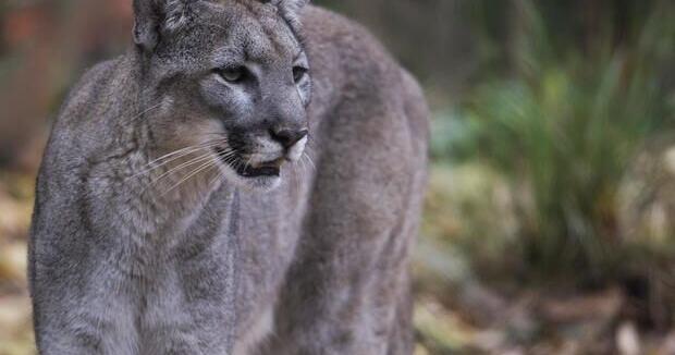 SWFL conservationists win court fight over endangered panther habitat | News
