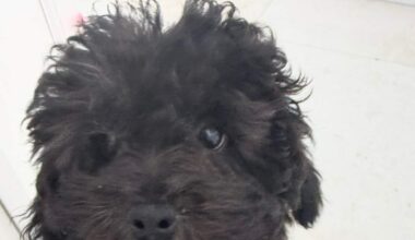 UPDATE: Puppy Found - FLPD Still Searching for Stolen Bentley | BIG 105.9