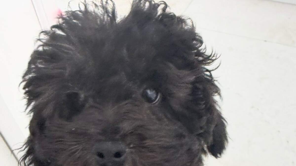 UPDATE: Puppy Found - FLPD Still Searching for Stolen Bentley | BIG 105.9