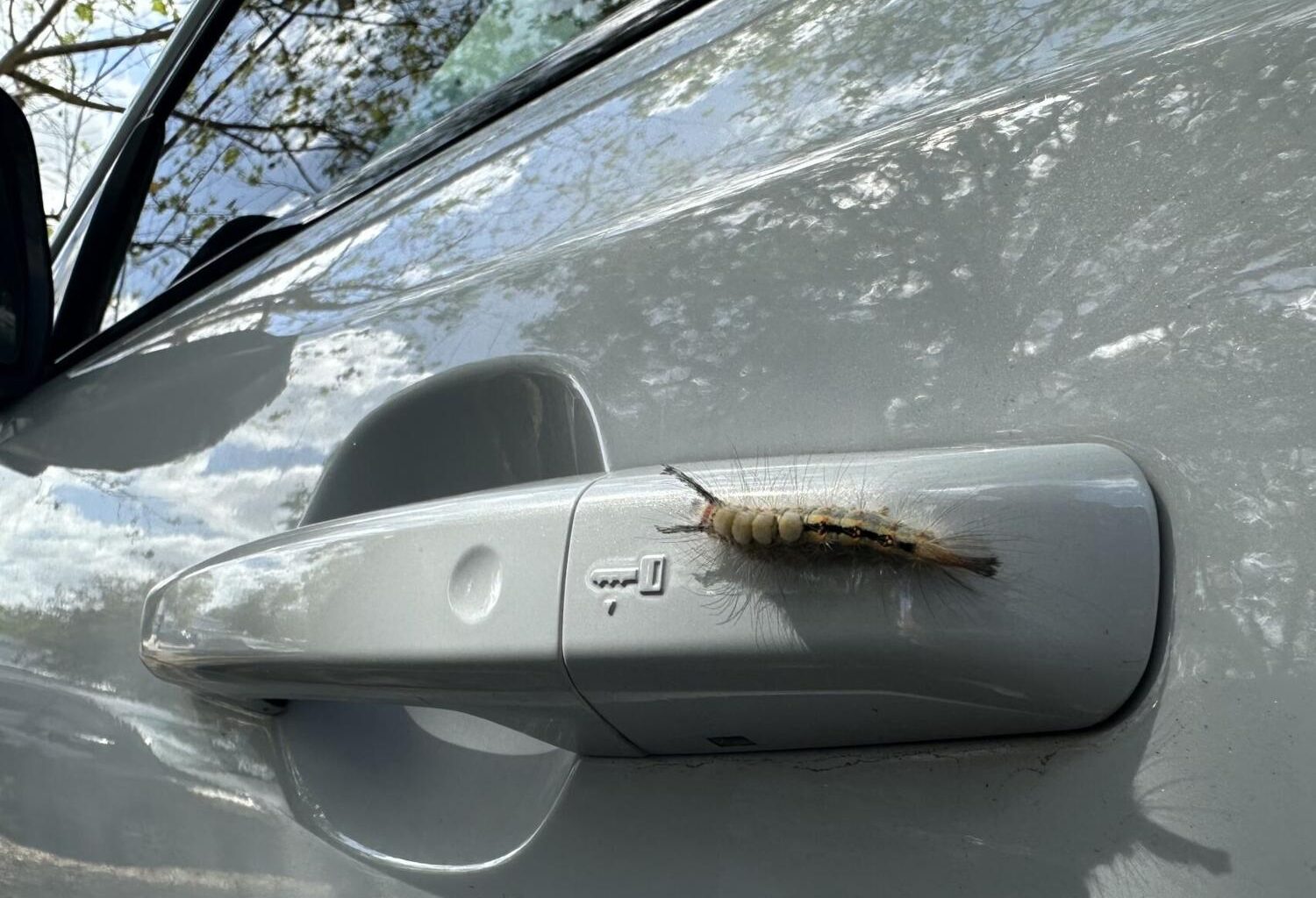 'Each step is just caterpillar bodies': Students react to fuzzy caterpillar infestation on campus | News