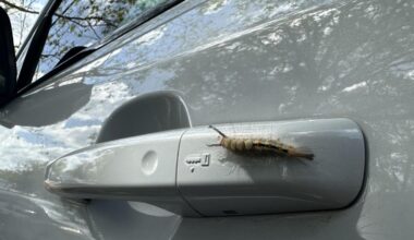 'Each step is just caterpillar bodies': Students react to fuzzy caterpillar infestation on campus | News