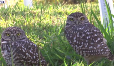 Nonprofit helps relocate Northwest Cape Coral owls, head of city water project | Lee County