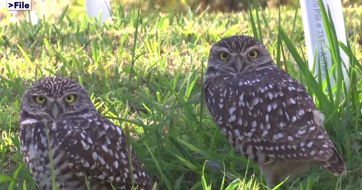 Nonprofit helps relocate Northwest Cape Coral owls, head of city water project | Lee County