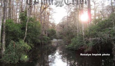 Visit Big Cypress National Preserve in Florida | News