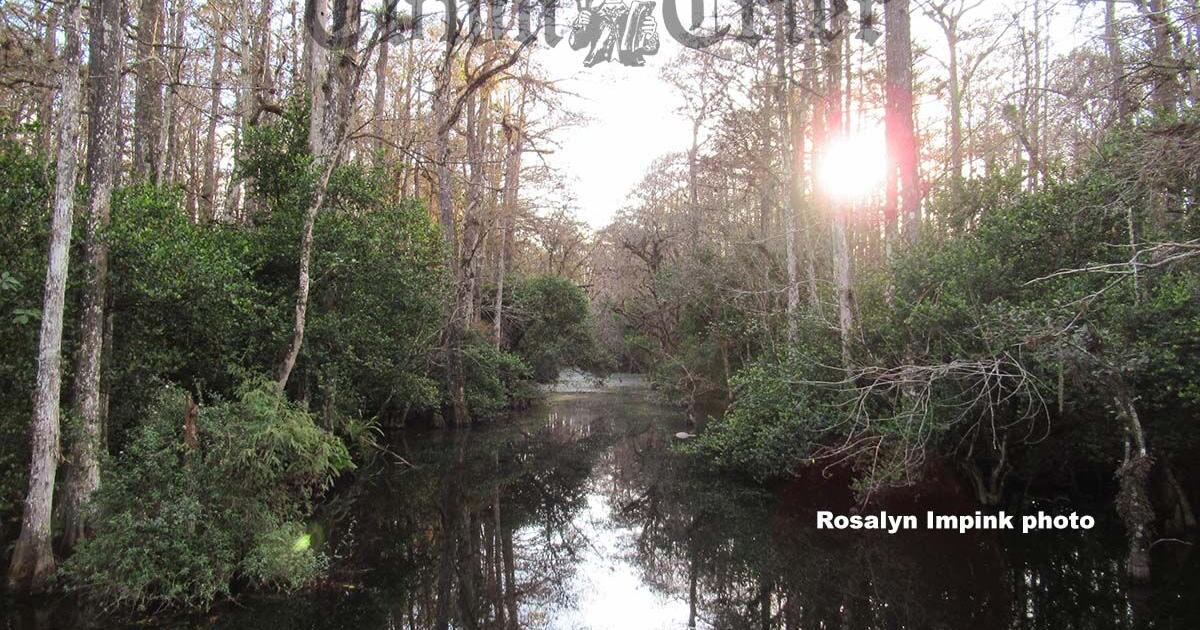 Visit Big Cypress National Preserve in Florida | News