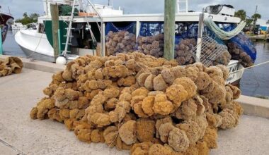 Things to do around Pinellas: April 16-22 | News
