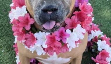 Pets of the Week | Online Features