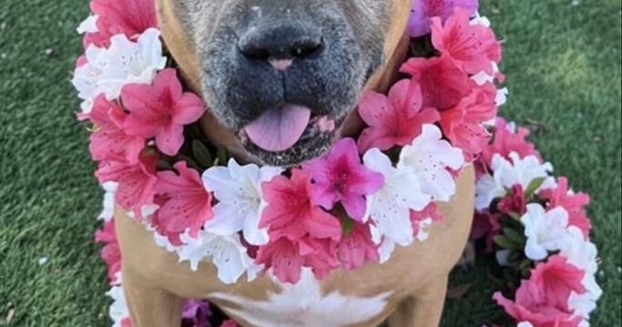 Pets of the Week | Online Features