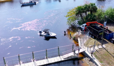 Outage, cold snap and questions: What led to Lee County manatee deaths? | Lee County