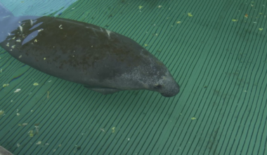 Manatees in danger as boaters speed through Fort Myers Beach no-wake areas | Lee County