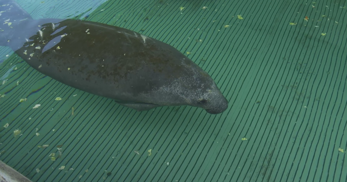 Manatees in danger as boaters speed through Fort Myers Beach no-wake areas | Lee County