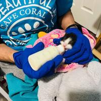Cape shelter gets grant for neonatal kitten care | GB Daily