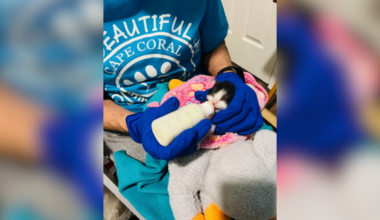 Cape Coral prepares for kitten season with specialized neonatal kits | News