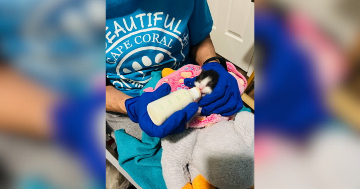 Cape Coral prepares for kitten season with specialized neonatal kits | News