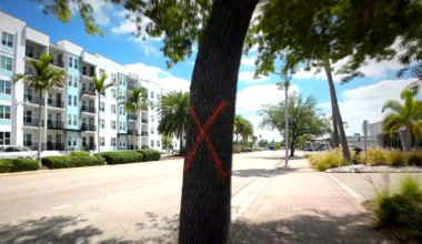 33 trees marked to be removed ahead of Cape Coral Parkway expansion | Lee County