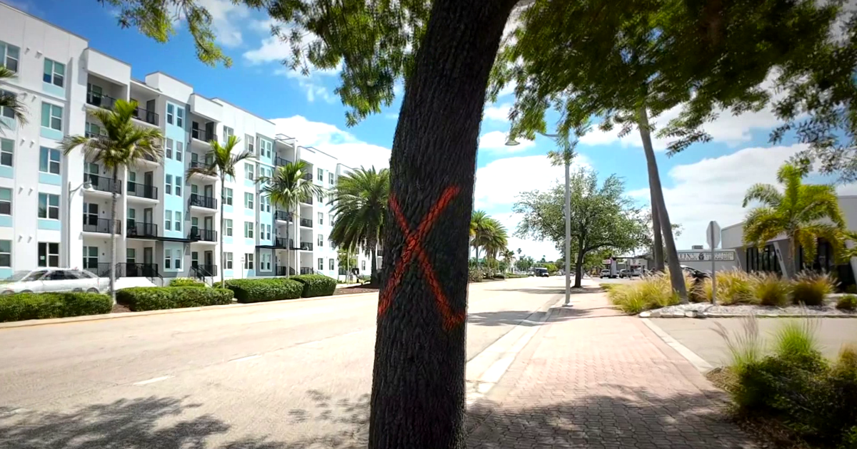 33 trees marked to be removed ahead of Cape Coral Parkway expansion | Lee County