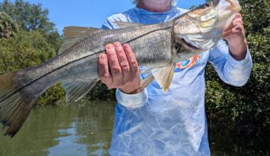 The Tampa Bay Fishin’ Report: Spanish mackerel are biting all over bay | Sports