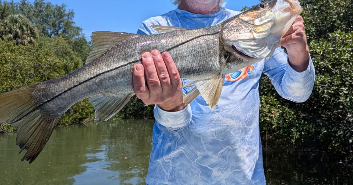 The Tampa Bay Fishin’ Report: Spanish mackerel are biting all over bay | Sports