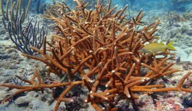 Army Corps pauses Port Everglades dredge to protect reefs | Miami