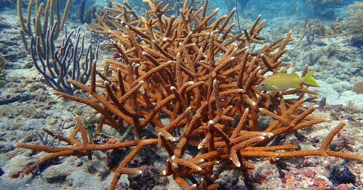 Army Corps pauses Port Everglades dredge to protect reefs | Miami