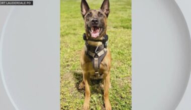 New video shows emotional moments after a Fort Lauderdale K-9 officer was shot while chasing a burglary suspect | National and World News