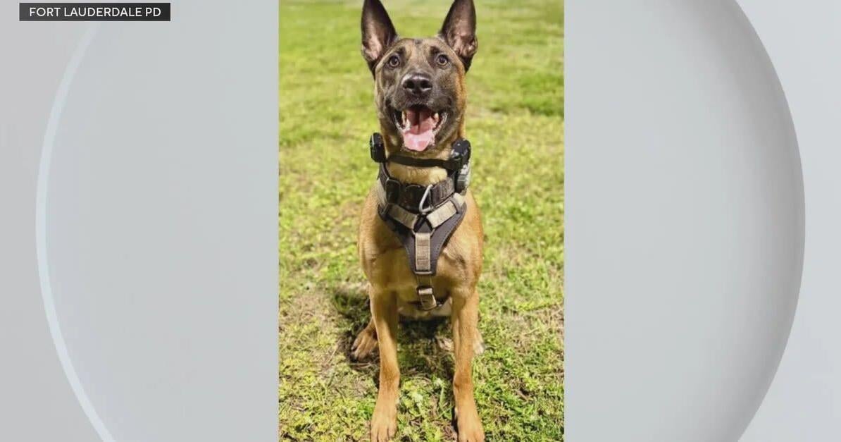New video shows emotional moments after a Fort Lauderdale K-9 officer was shot while chasing a burglary suspect | National and World News