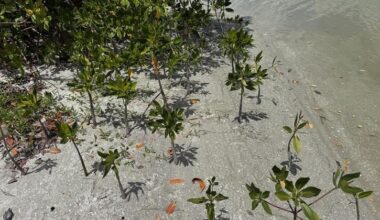 New mangroves take root as Sanibel rebuilds after hurricanes | Lee County